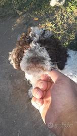 Cuccioli di lagotto romagnolo