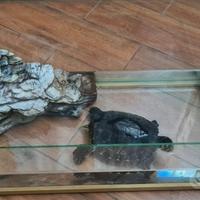 acquario per tartarughe