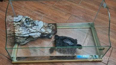 acquario per tartarughe