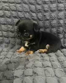 Chihuahua maschio nero focato Toy 70 giorni