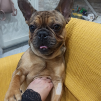 Bulldog francese 2anni