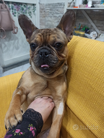 Bulldog francese 2anni
