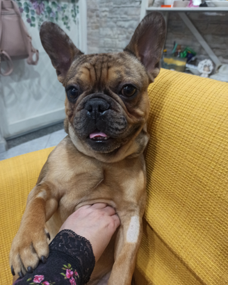 Bulldog francese 2anni
