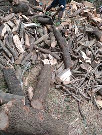 legna da ardere leccio ulivo quercia