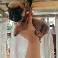Bulldog francese