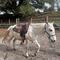 Cavallo