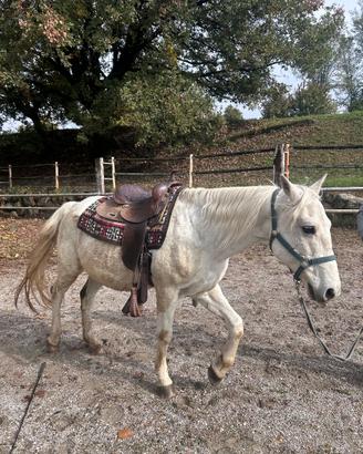 Cavallo