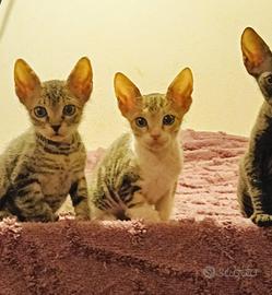 Don Sphynx DSX femminuccie