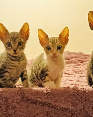 Don Sphynx DSX femminuccie