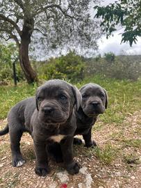Cucciole di cane corso