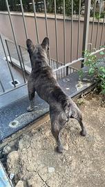 Disponibile per la monta - Bullodg francese blu