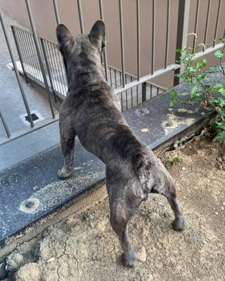 Disponibile per la monta - Bullodg francese blu