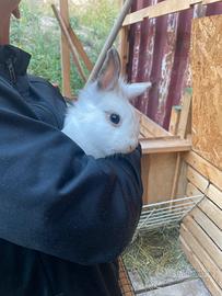 Conigli Nani bianchi