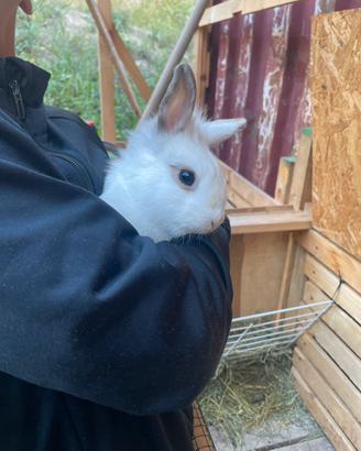 Conigli Nani bianchi