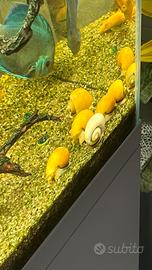 Ampullaria Gold