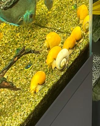 Ampullaria Gold