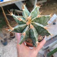 Astrophytum ornatum x myriostigma. Piante Grasse