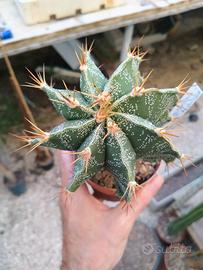Astrophytum ornatum x myriostigma. Piante Grasse