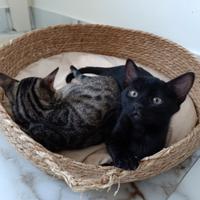 Femmina Bengala Black
