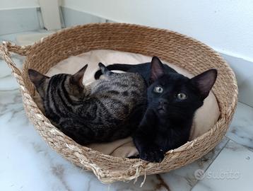 Femmina Bengala Black