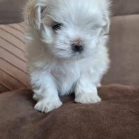 Cucciolata maltesi