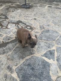 Bulldog francese