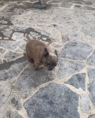 Bulldog francese