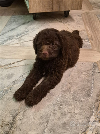 Lagotto romagnolo