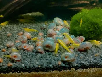 Lumache d'acqua dolce per Acquario/Laghetto