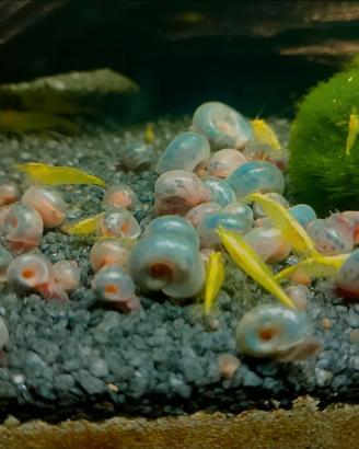 Lumache d'acqua dolce per Acquario/Laghetto