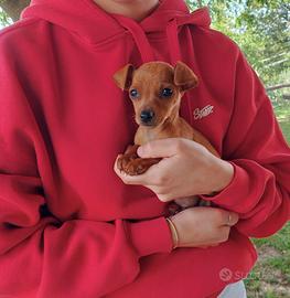 Pinscher maschio di due mesi