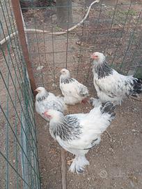 Brahma