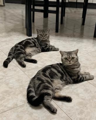 British Shorthair con pedigree