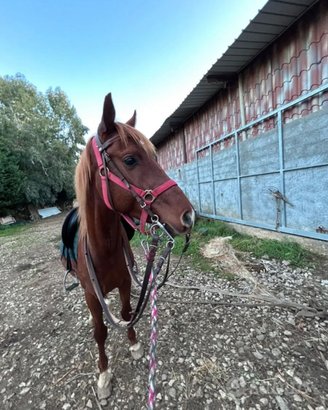 Cavalli pony asini