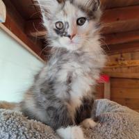 Cucciola Maine coon con pedigree