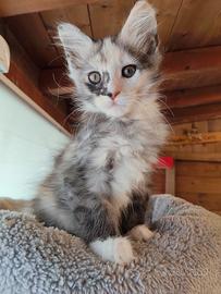 Cucciola Maine coon con pedigree