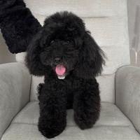 Barboncino nano per accoppiamento