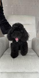 Barboncino nano per accoppiamento