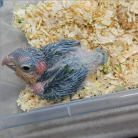 Pullo di caicco testa gialla