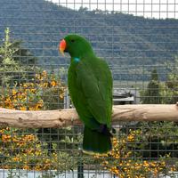 Ecletto maschio adulto