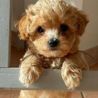 Maltipoo