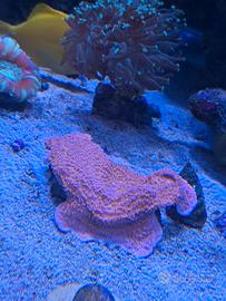 TALEA FRAG CORALLO ACQUARIO LPS, SPS e MOLLI