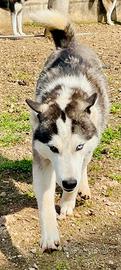 Cane siberian Husky