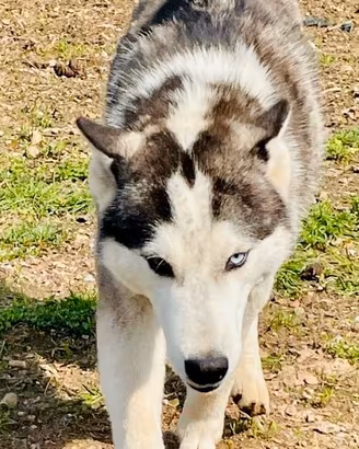 Cane siberian Husky