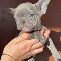 Cucciola di' bouledogue francese