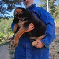 Cuccioli di PASTORE TEDESCO