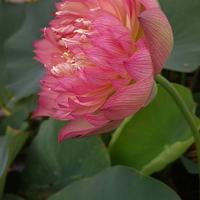 fior di loto CRAB CLAWS 