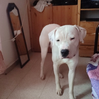 Dogo argentino puro