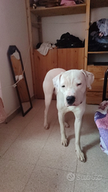 Dogo argentino puro