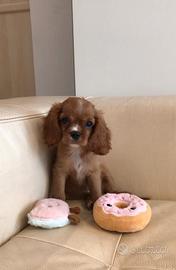 Cavalier King Charles Spaniel Ruby Taglia Piccola